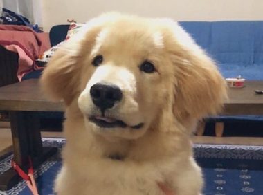 金毛和秋田犬的混血,继承了爸妈的所有优点,看起来太可爱了!