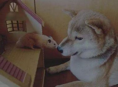 柴犬和猫咪总是蹲在一起看电视,像是两个久违的小伙伴