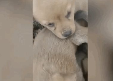 00后“整顿”流浪狗领养市场：今天免费，明天50元…