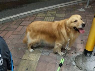 金毛生了窝狗，主人哭笑不得，网友：出生时穿丝袜