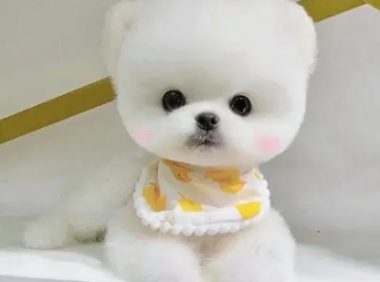 茶杯犬的寿命有多长
