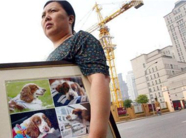 患病比熊忽现出租车后座，狗主人拒接电话，幸好狗狗遇到了好心人