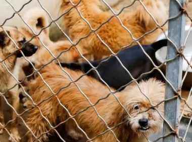 10年救助上千只流浪猫狗,这位90后女孩从未想过放弃