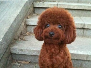 泰迪犬的目光呆滞，原来是想要干坏事了，赶紧将它抱起来