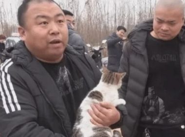 猫咪走失主人苦寻,却在狗市意外相遇,相认时刻笑坏周围人