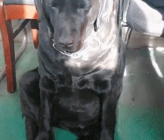 警犬拉拉刚出完任务,累的摇摇欲坠,再累也不趴着睡,辛苦了狗狗