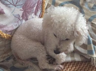 雨雪天流浪犬在路口四处奔波,想来店内供暖又被赶了出去,心酸