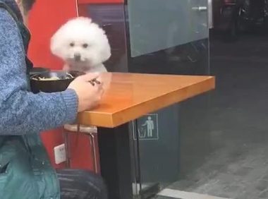 小泰迪见主人不为自己食材吃，站立起来冲着主人作揖，网民：它是狗精