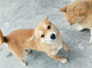 主人在家烤串,小黄狗从外面偷排骨交给主人,狗:给我也烤烤……