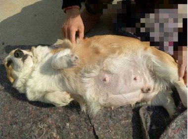 柯基怀孕被好吃好喝伺候,一胎生下9只奶狗,主人直呼不容易!