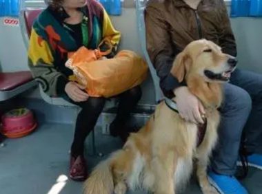男子带狗坐公交，被司机制止后却殴打对方，医生：很可能高位截瘫