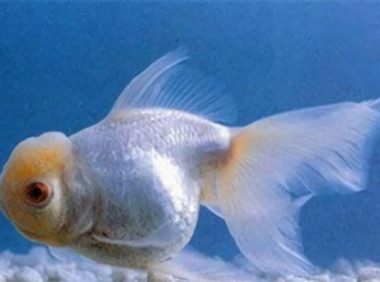 朱砂眼大蝶尾身份信息