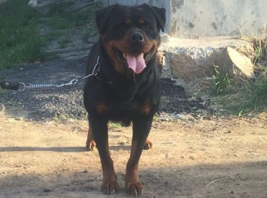 小狗们一头一头地离去，最终家中就剩它自身了，2019年还能怀