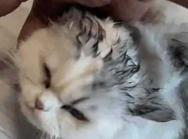 救命！狗子把猫舔成“芒果核”冲上热搜