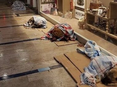 土耳其-3度的温暖 商场外每只流浪狗裹毛毯睡觉