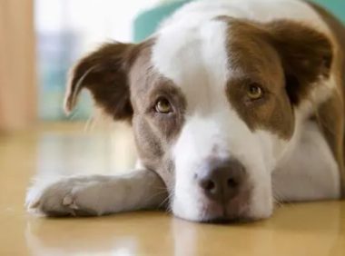 狗狗脚掌发红总是舔用什么药好