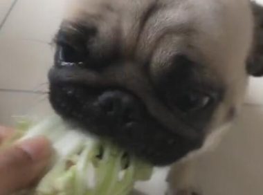 狗狗把青菜当饭后水果，吃饱饭以后，务必要吃颗大白菜！