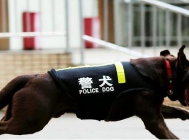 嗅觉最灵敏的犬种，通过气味追查的最高纪录是二百二十公里