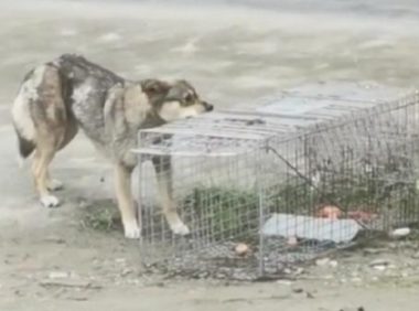 湖北：被细铁丝缠住肚子的流浪狗，当它离开流浪的地方，却流泪了