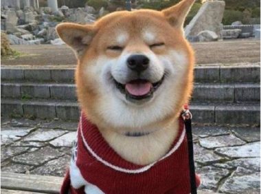 最喜欢笑的柴犬,开心到眼睛眯成一条缝,让人忍不住揪它的小肥脸