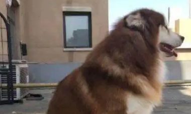 主人因出差，把阿拉斯加犬寄养在父亲家，回来接时狗狗变成这模样