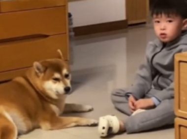 男孩听妈妈说“狗狗年纪大了”，转过头去，随后的举动让人破防