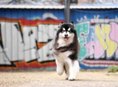 狂犬病毒致死率近百，被感染后怎么办？打疫苗前，建议先做这件事