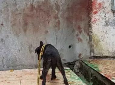被困狗狗拼了命想逃出去，救援人员翻墙进去后