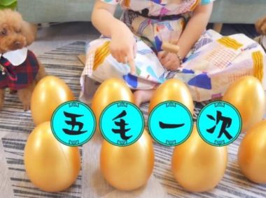 你见过小狗”摆摊”吗?2只小泰迪都快被玩坏了,过路人:全是套路