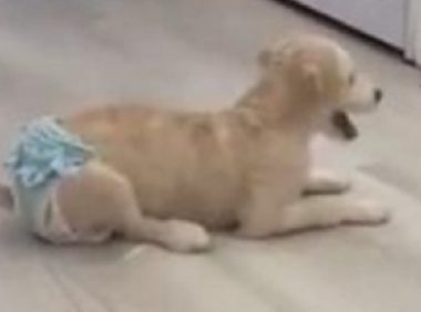 给小狗穿上花裤衩后,狂照镜子臭美的不得了,主人看了笑岔气