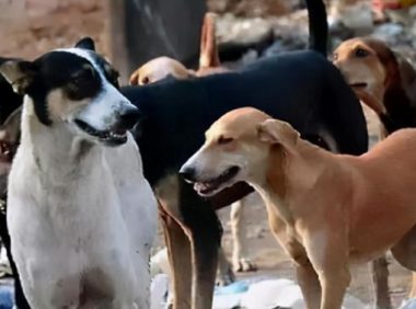 为700多条流浪狗安乐死,被恶意网暴,她把最后一针打给了自己