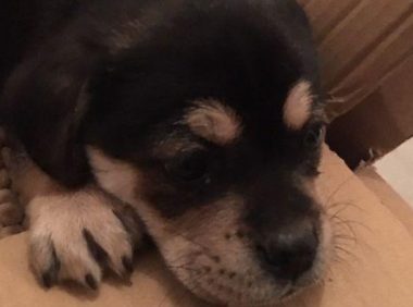 女生带著流浪犬去打疫苗，却遭受他人取笑，医生得话让她内心一暖