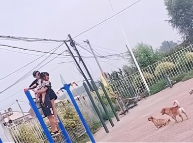 辽宁沈阳一家人被狗围攻，爬上器材不敢下来，单手抱娃太可怜