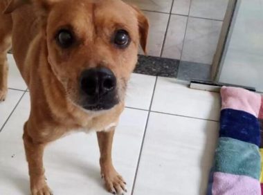 医生给狗做完绝育，等再次回来时懵了：什么个情况？