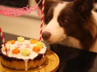 女子免费为狗狗庆生,3只拳师犬带头配合拍照