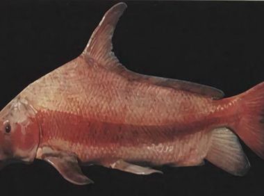 胭脂鱼身份信息