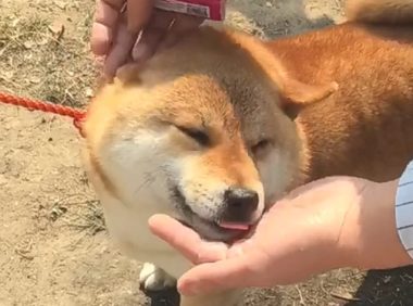 狗狗化身为电子竞技小王子电影，享有主人家的推拿之乐，迷之微笑暖化主人家