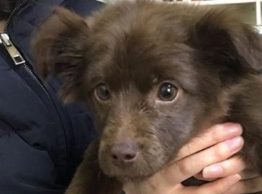 女生喂流浪犬一次就一直心心牵挂着，再碰到它时，这下兴奋坏掉