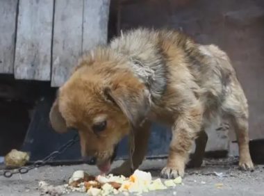 狗狗钻进锅里偷吃大米饭被主人活捉，网友：分明是米饭先勾引狗狗
