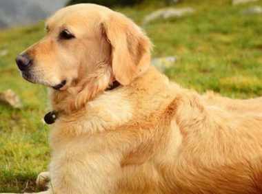 金毛一人一狗能走一两百米，巴巴的看着主人：等下到家了就不用了