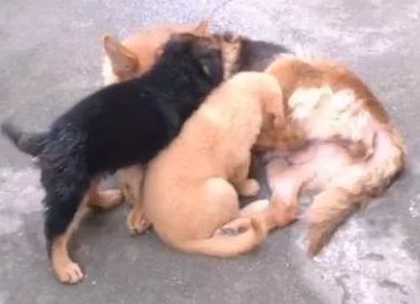 德牧和金毛一起产下4只小奶狗,小奶狗长大以后主人笑翻了