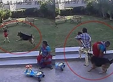 女童遭牧羊犬袭击 哥哥保护妹妹脱险