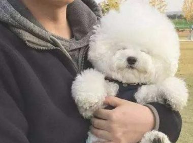 有着一头比熊犬,觉得一个人的世界全是萌萌哒的