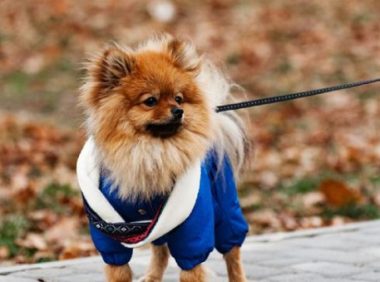 有惊无险,刚打开门小狗向宝宝冲来,养狗不栓绳者太不负责