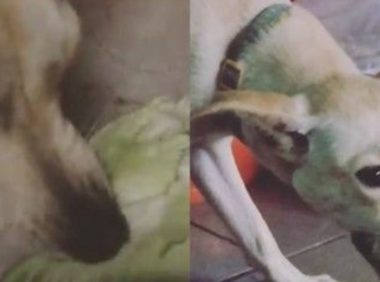 米克斯偷吃蔬菜一脸享受 感觉不是狗前世肯定是羊