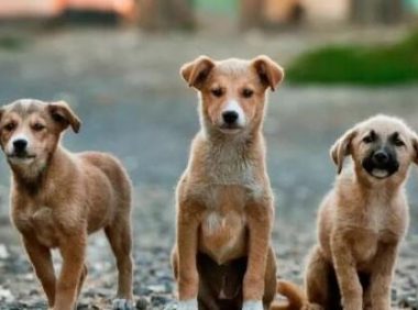 中华田园犬，看家护院是好手，为什么就做不了警犬？