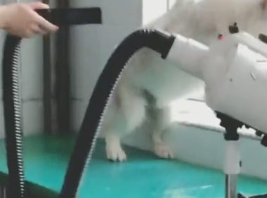 带著狗狗去宠物用品店冼澡,吹干时狗狗接着反映,让职工破涕为笑