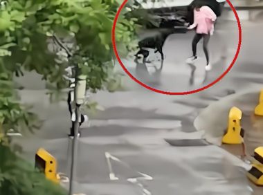 “险象环生”西安一女童遭流浪野狗追赶被五旬保安迅速抱起逃离!