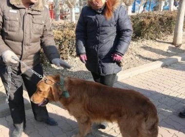 小区不让养大狗，老两口忍痛割爱将金毛卖掉，狗狗眼神充满了失落