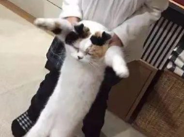 时代变了，现在猫咪的天敌不是狗，而是…